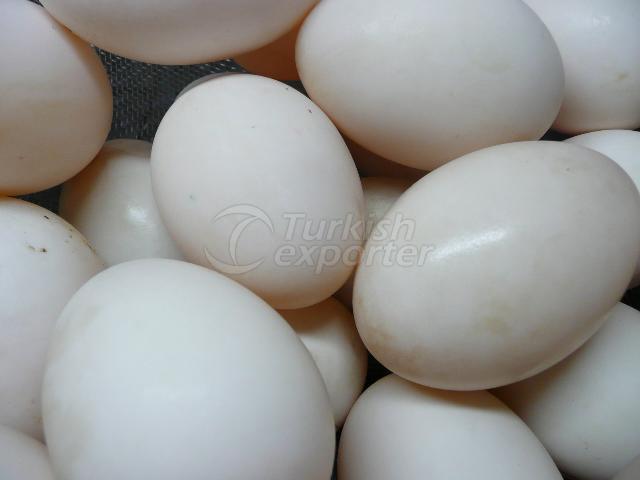 Fresh Duck and Ostrich Eggs