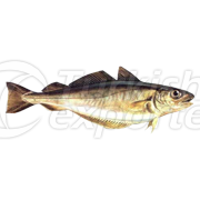 Silver Hake