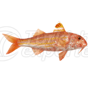 Red Mullet