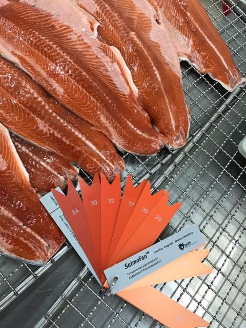 Salmon