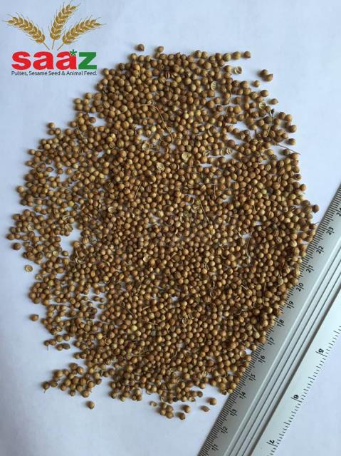 Ukraine Origin Whole Coriander Seed