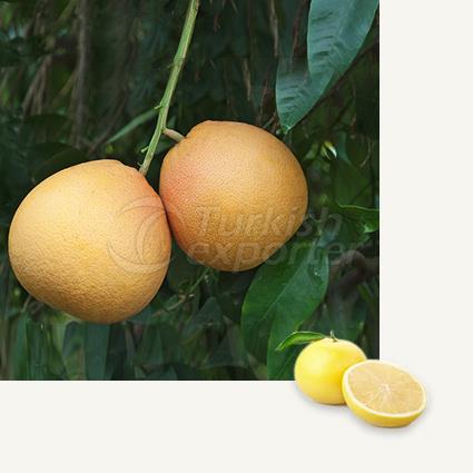 Grapefruit White Marsh