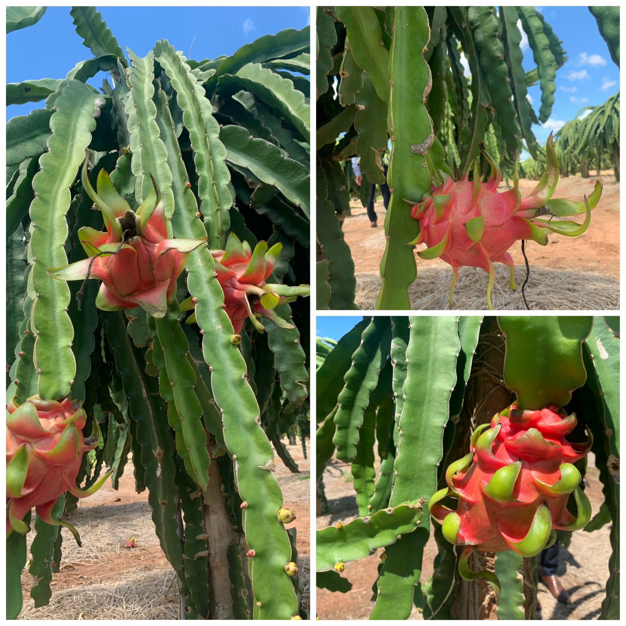 VIETNAMESE FRESH DRAGON FRUITS - HIGH QUALITY