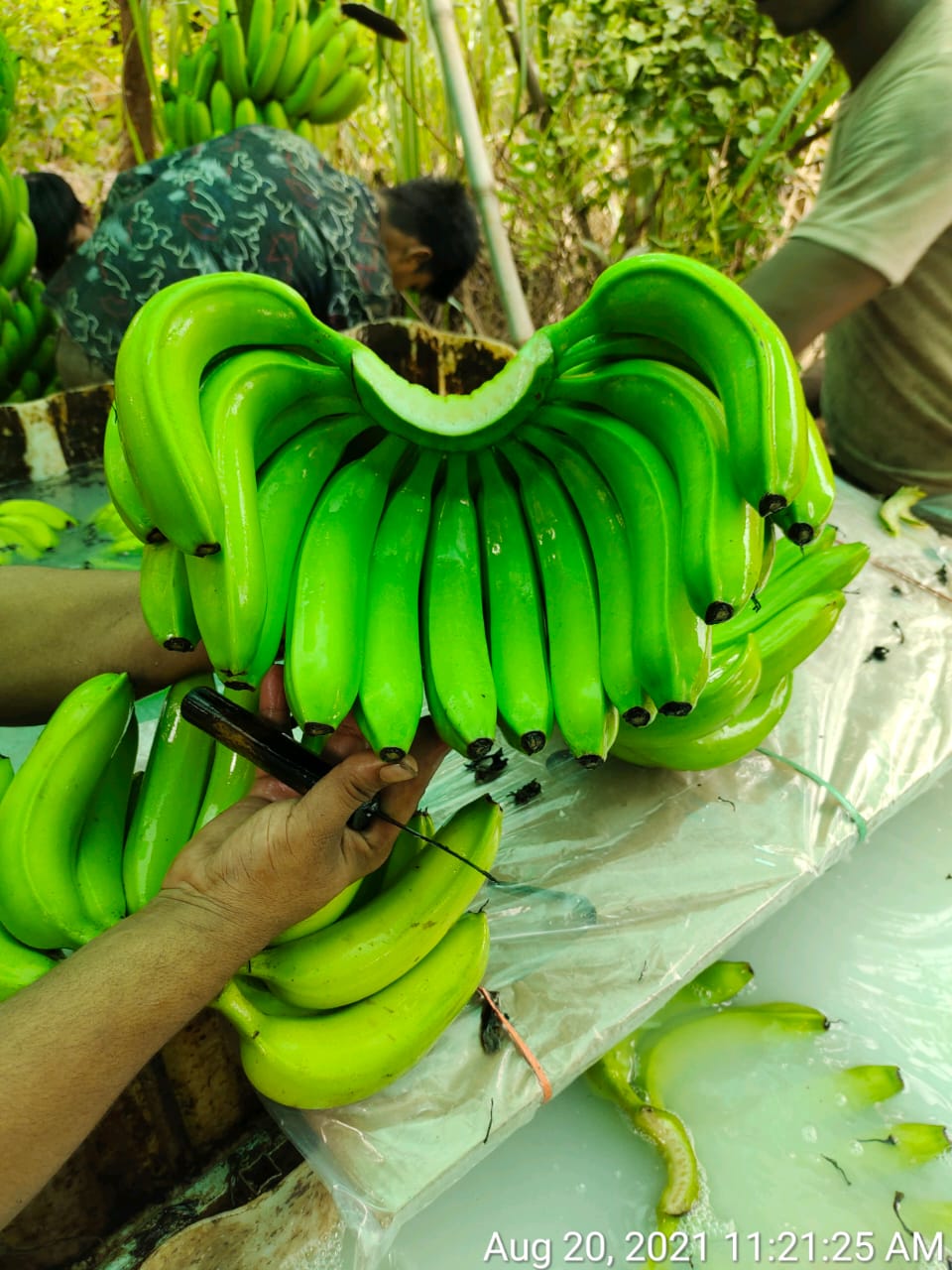 Green banana