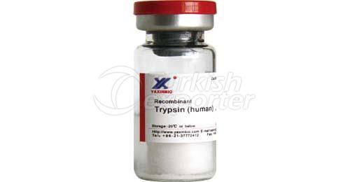 Recombinant Human Trypsin