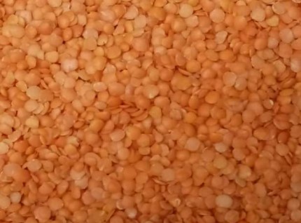 Red lentil