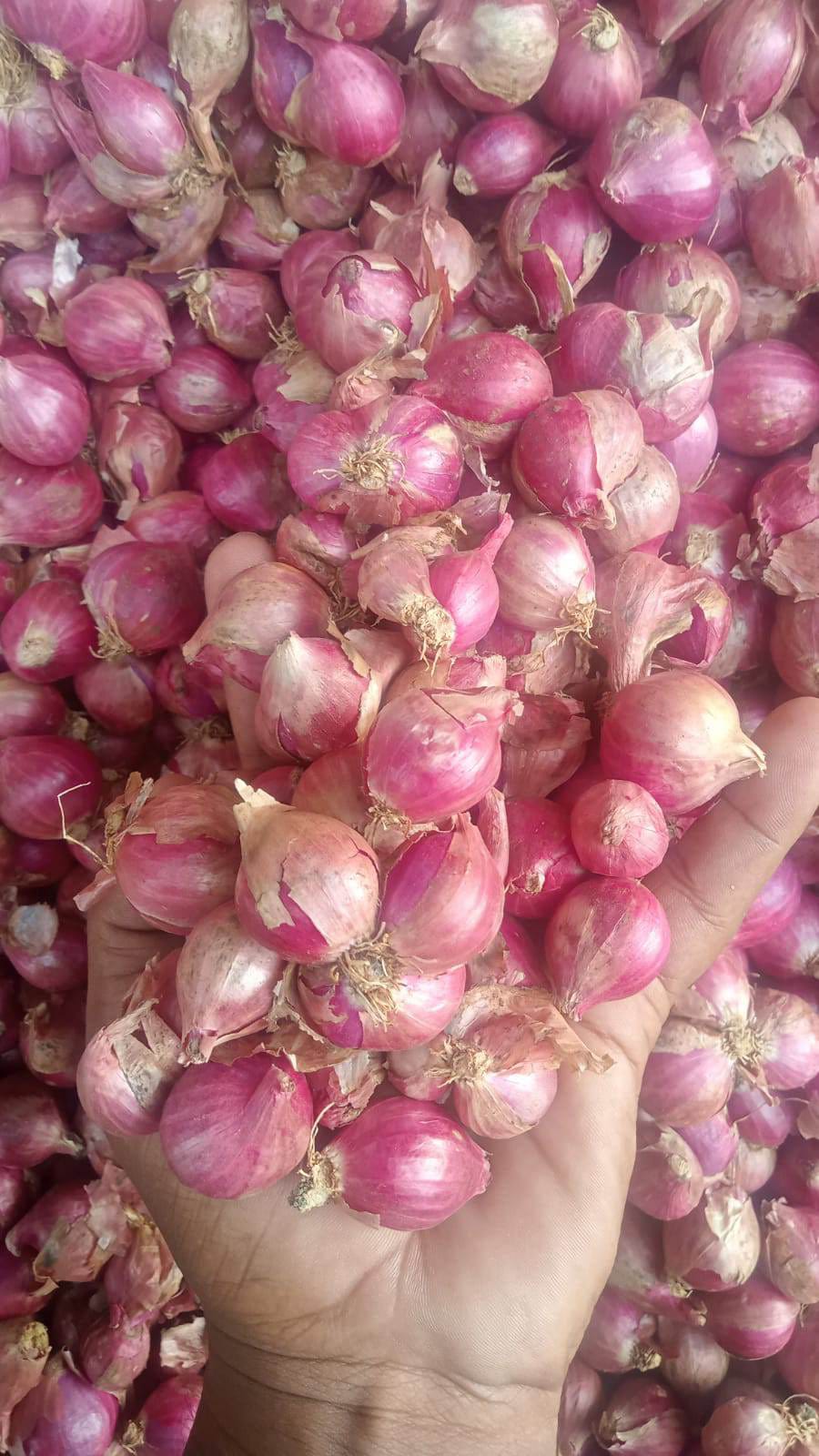 Shallot onion