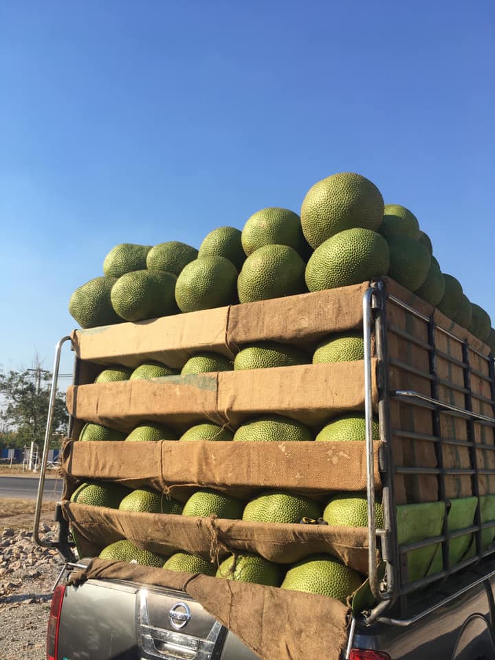 Jackfruit