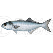 Bluefish