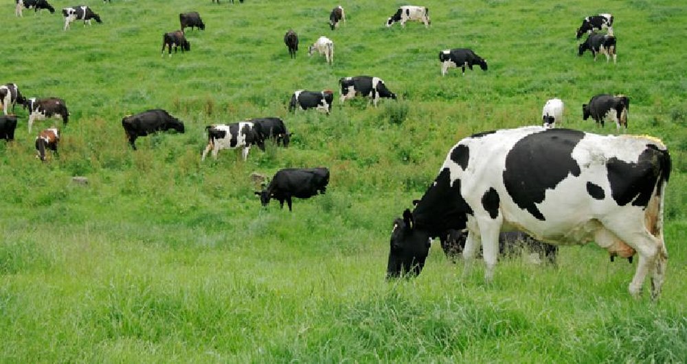 Biomax Fattening Feeds