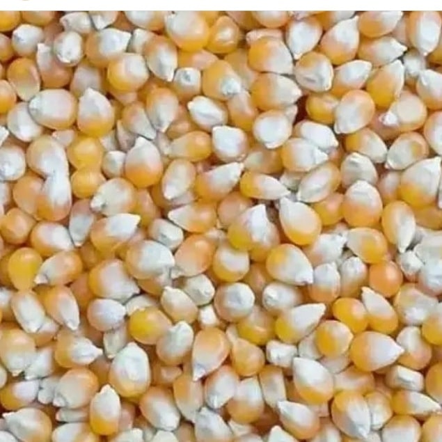 Maize