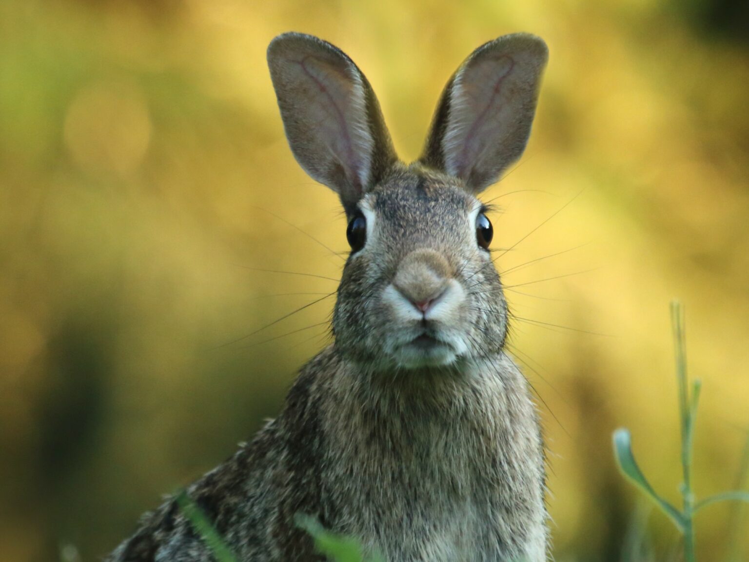 Rabbit farming