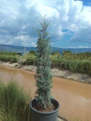 Blue Cyprus / Cupressus arizonica