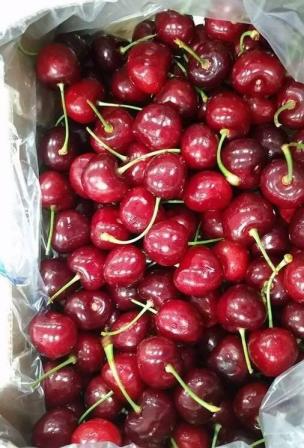 CHERRY