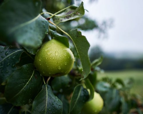 SAINT MARIA PEAR