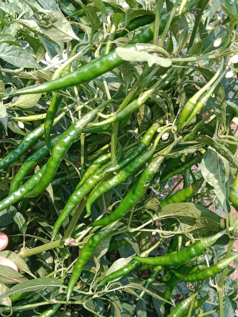 Green chilli 