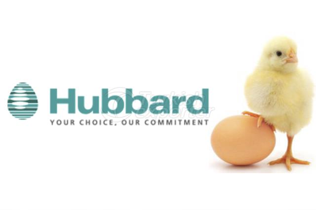 Day Old Chick -Hubbard JA57