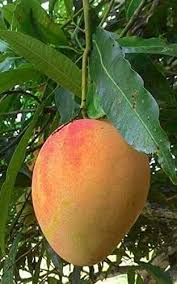 Indian GI Alphonso Mango