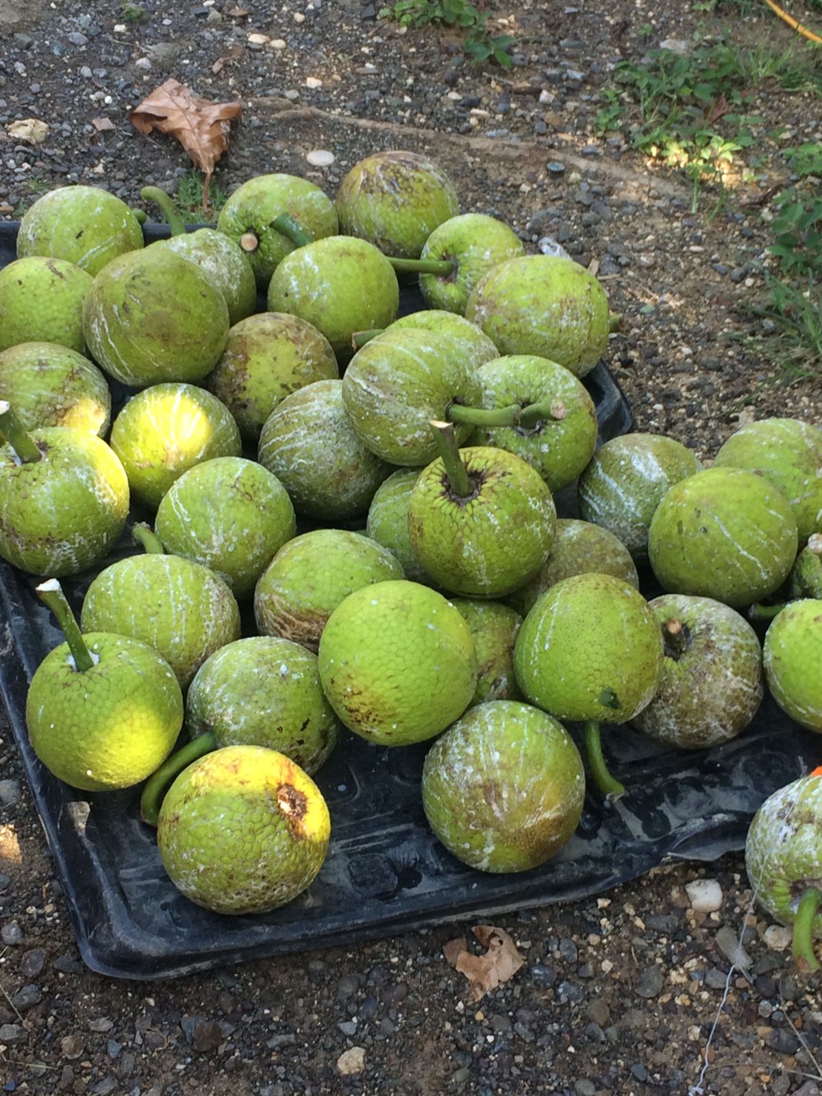 Breadfruit 