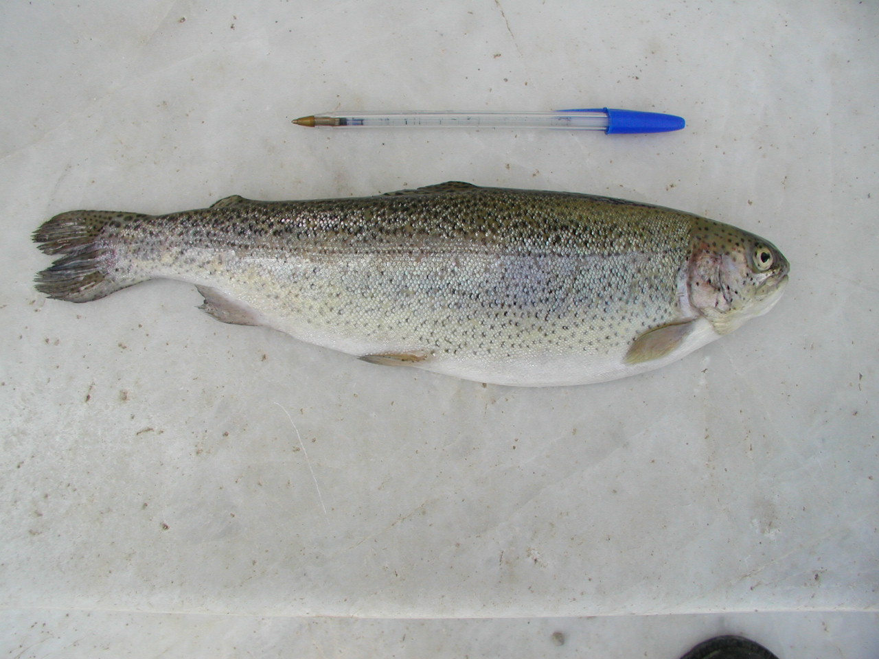 Rainbow Trout