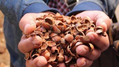 Hazelnut Shell Packing