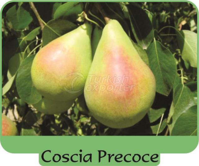 Poire précoce cuisse