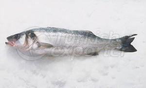 Sea Bass