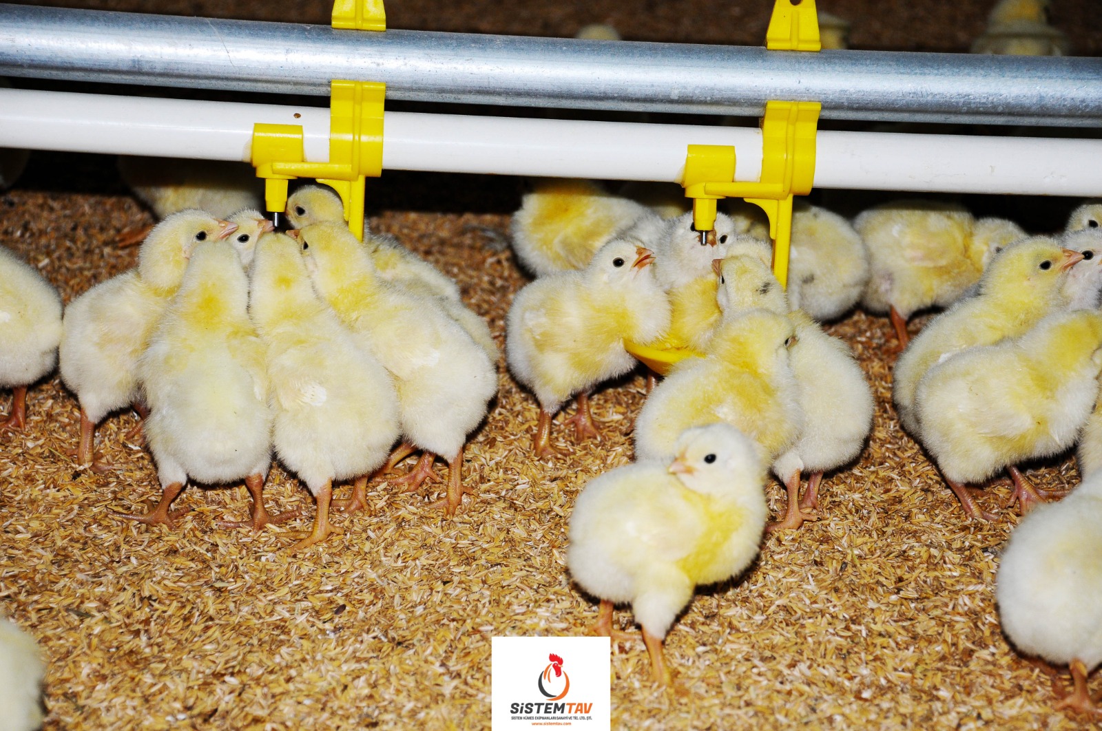 CHICKEN POULTRY NIPPLES DRINKING SYSTEMS ( Broiler Nipple Drinking Systems )