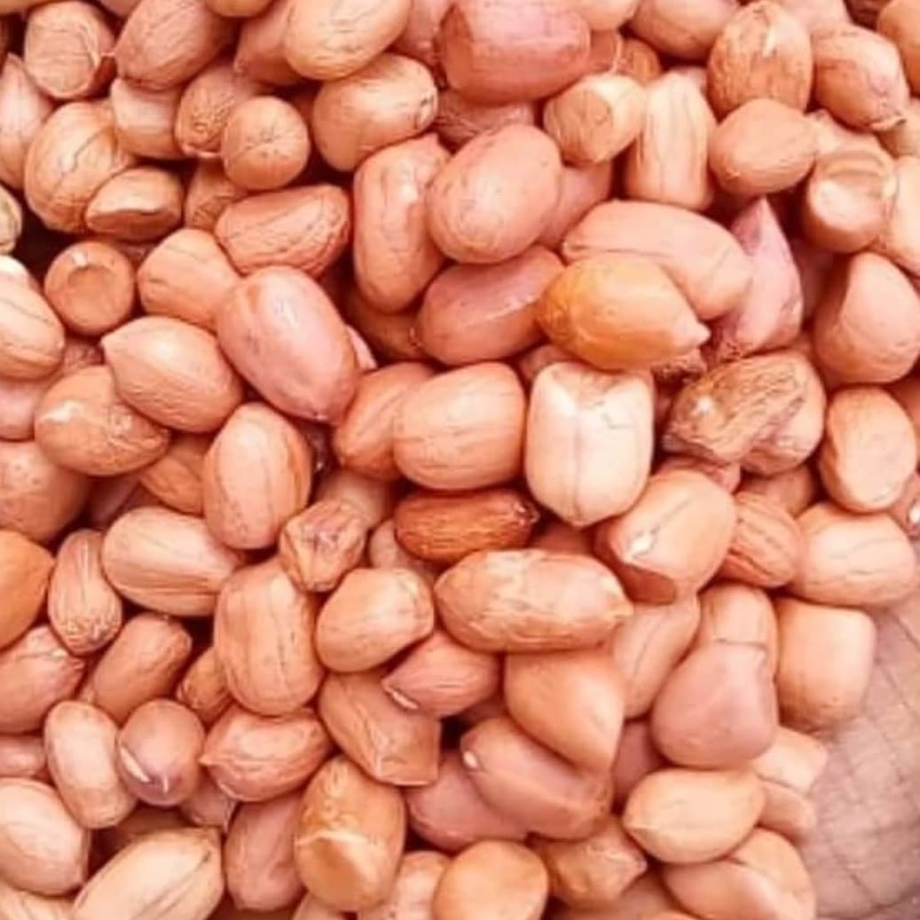 Groundnut