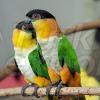 Black Headed Caique Bird