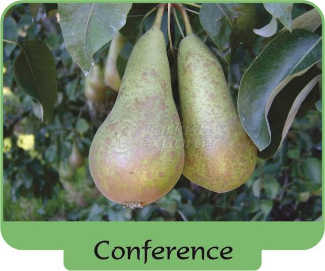 Pear Conference