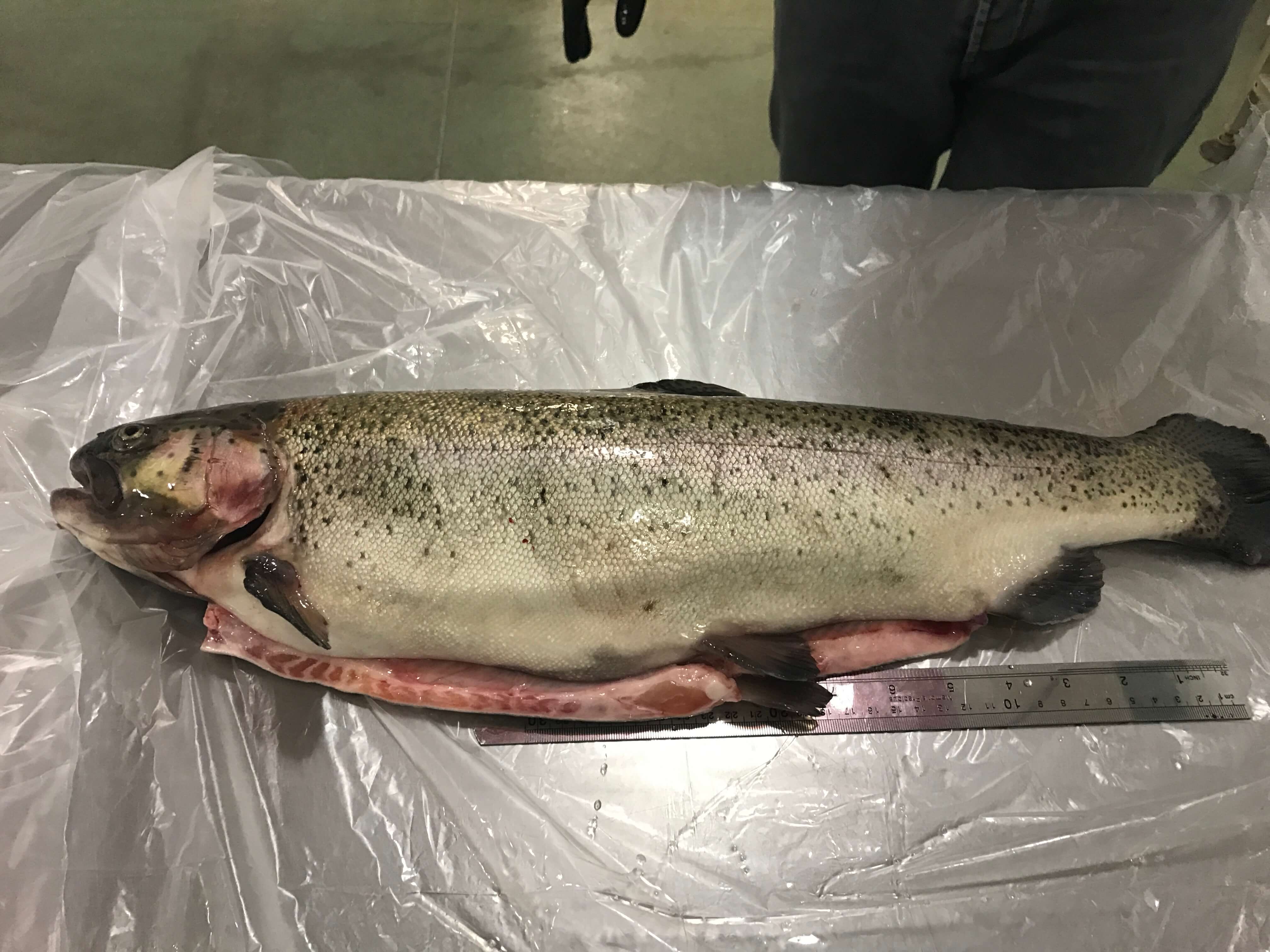 Salmon Trout