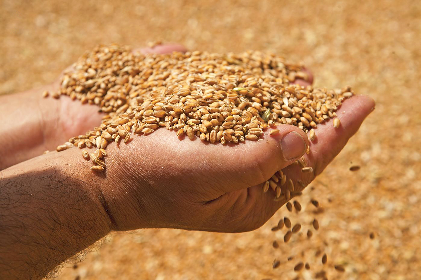 Cooperation in the wholesale sale of grain from Russia