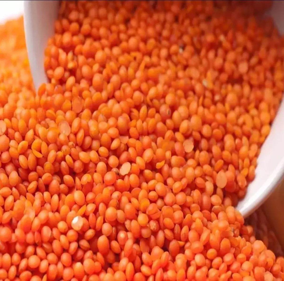 Red lentil