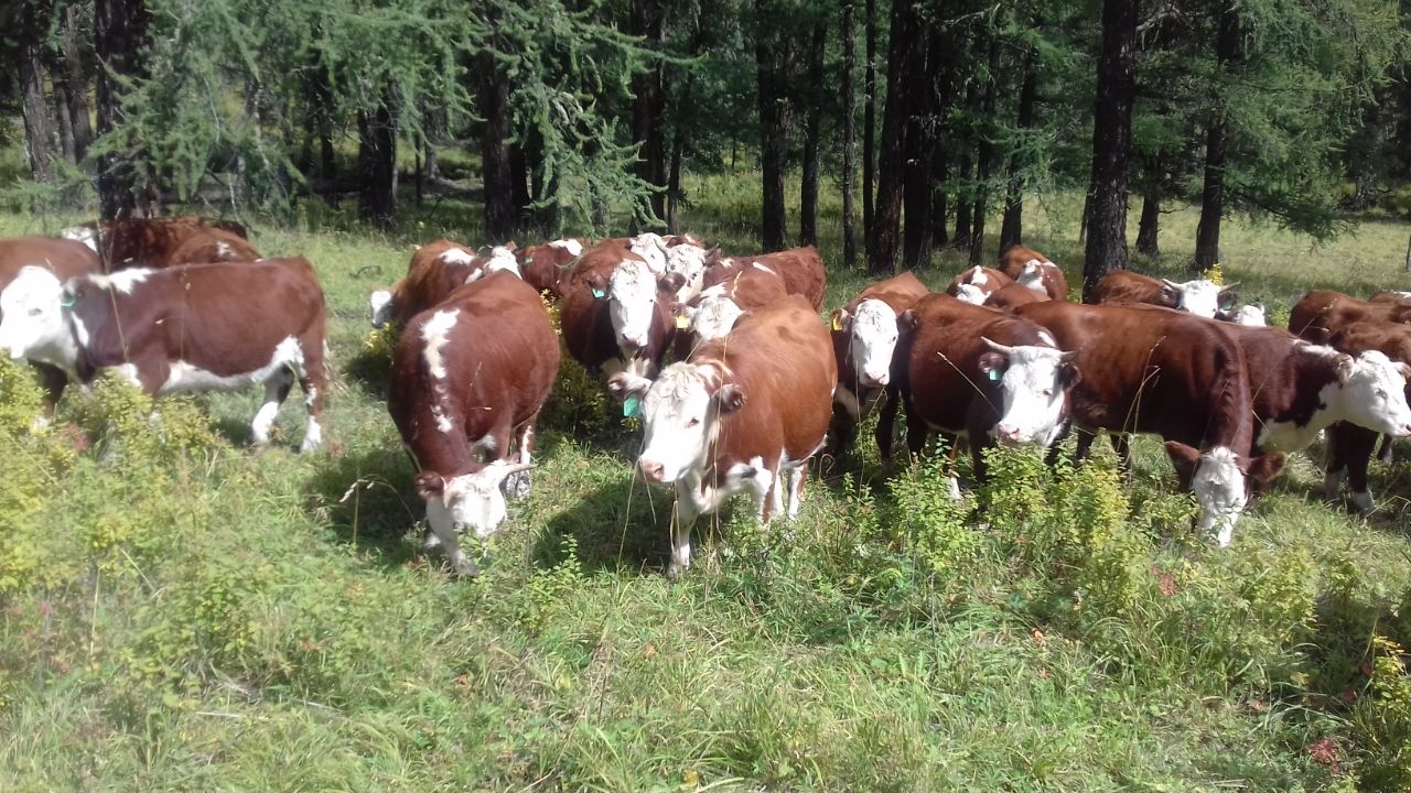 Cattle (cows)