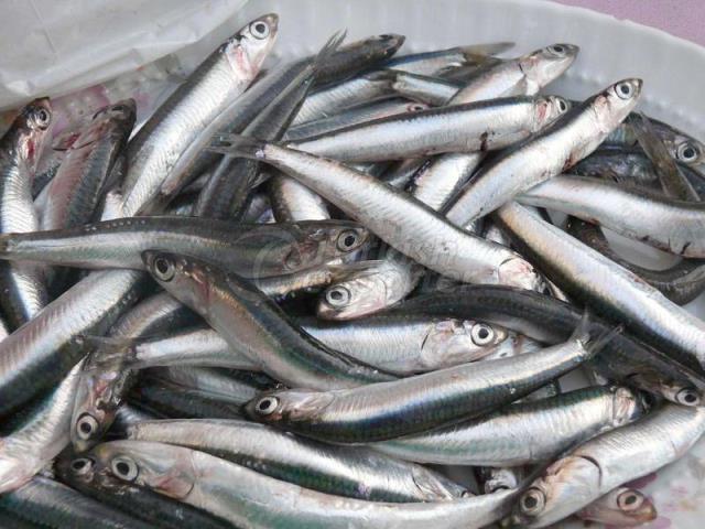 SARDINE