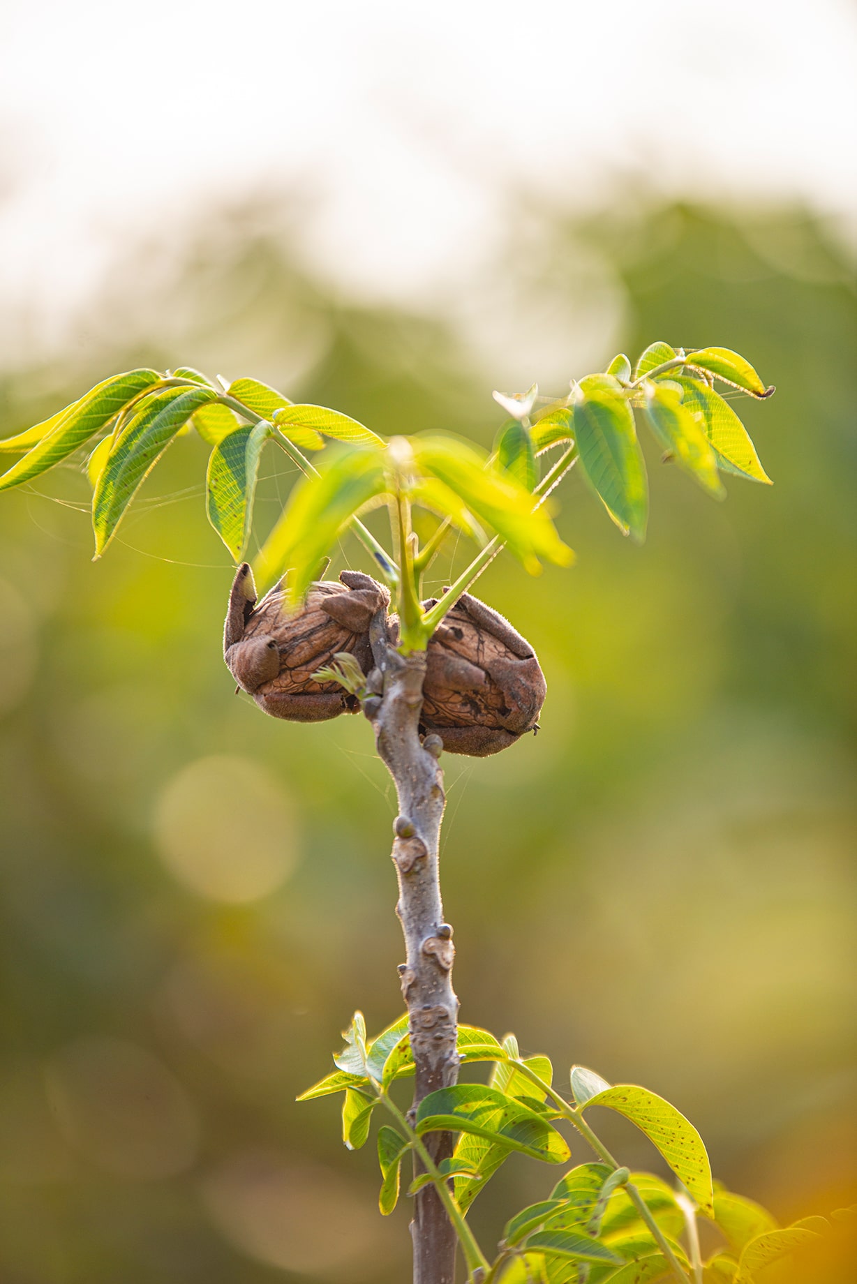 Jeune arbre de noyer de Fernor