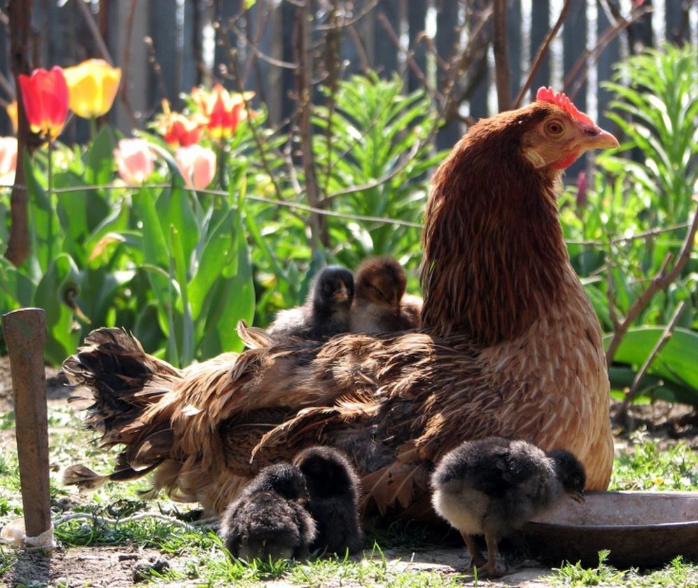 Layers Chick Starter Feeds