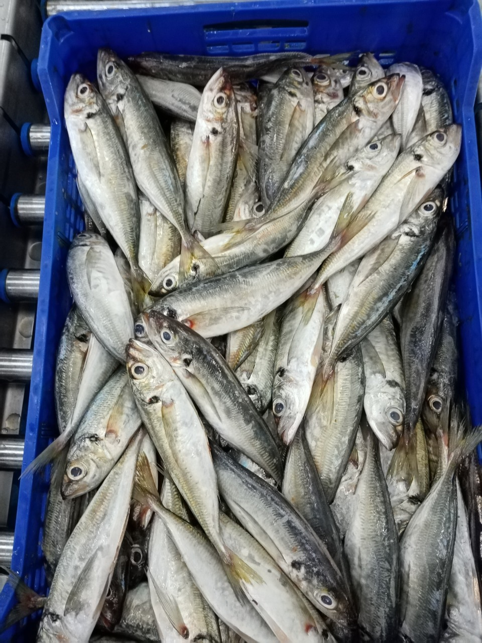 HORSE MACKEREL (TRACHURUS TRACHURUS)