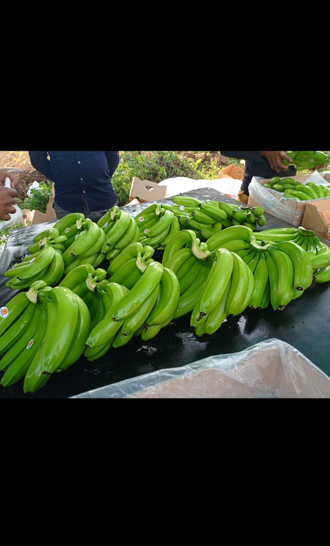 Fresh fruit banana