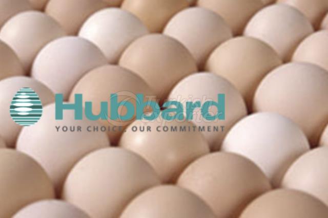 Hatching Egg -Hubbard Ja57