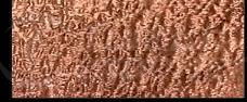 Veneer
