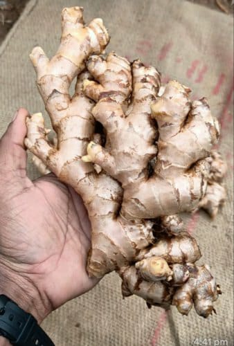 Fresh Ginger 