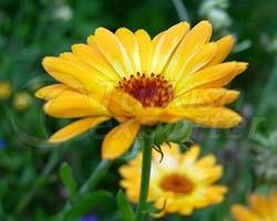 Calendula Extract