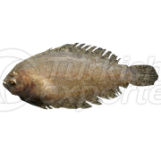 Flounder Fish