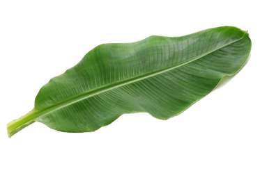 Banana Leaves