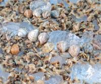 Baby Clams