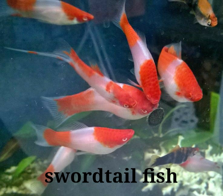 Ornamental fish