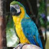 Blue Yellow Macaw Parrot