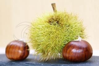 Chestnut